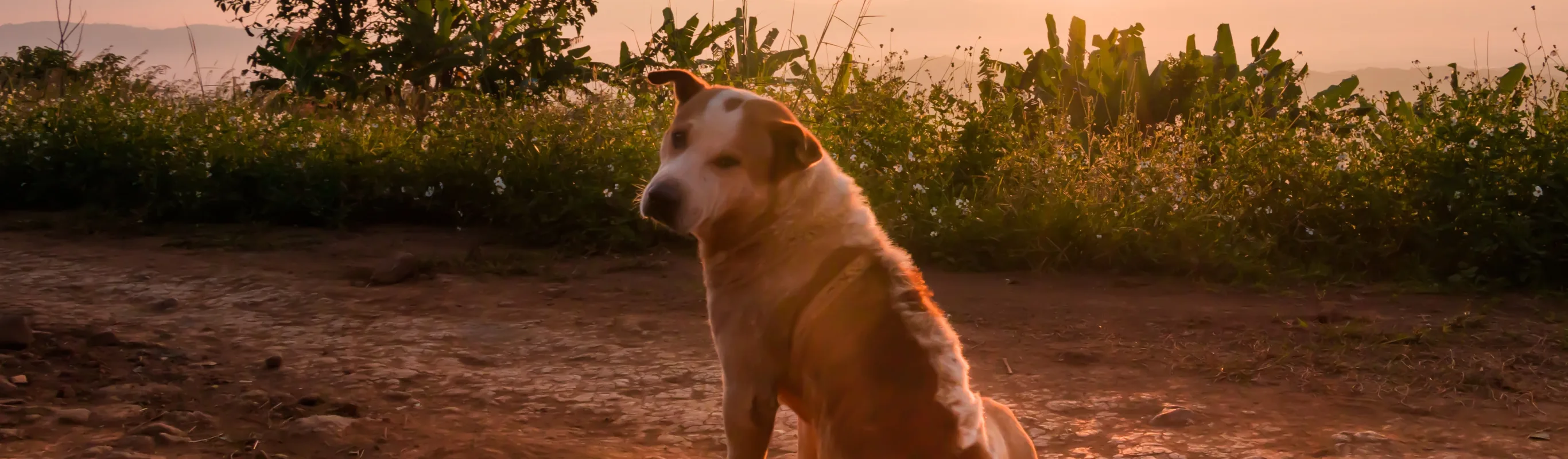 Dog looking behind him with sunset in background